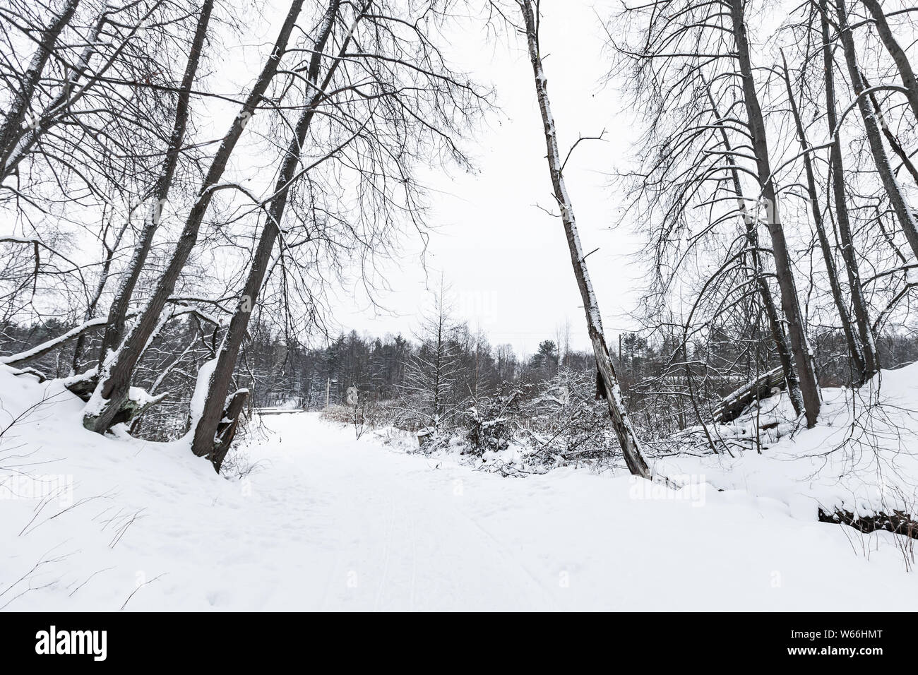 Ländliche winter Straße in einem verschneiten Wald, natürliche Landschaft. Hintergrund Foto Stockfoto