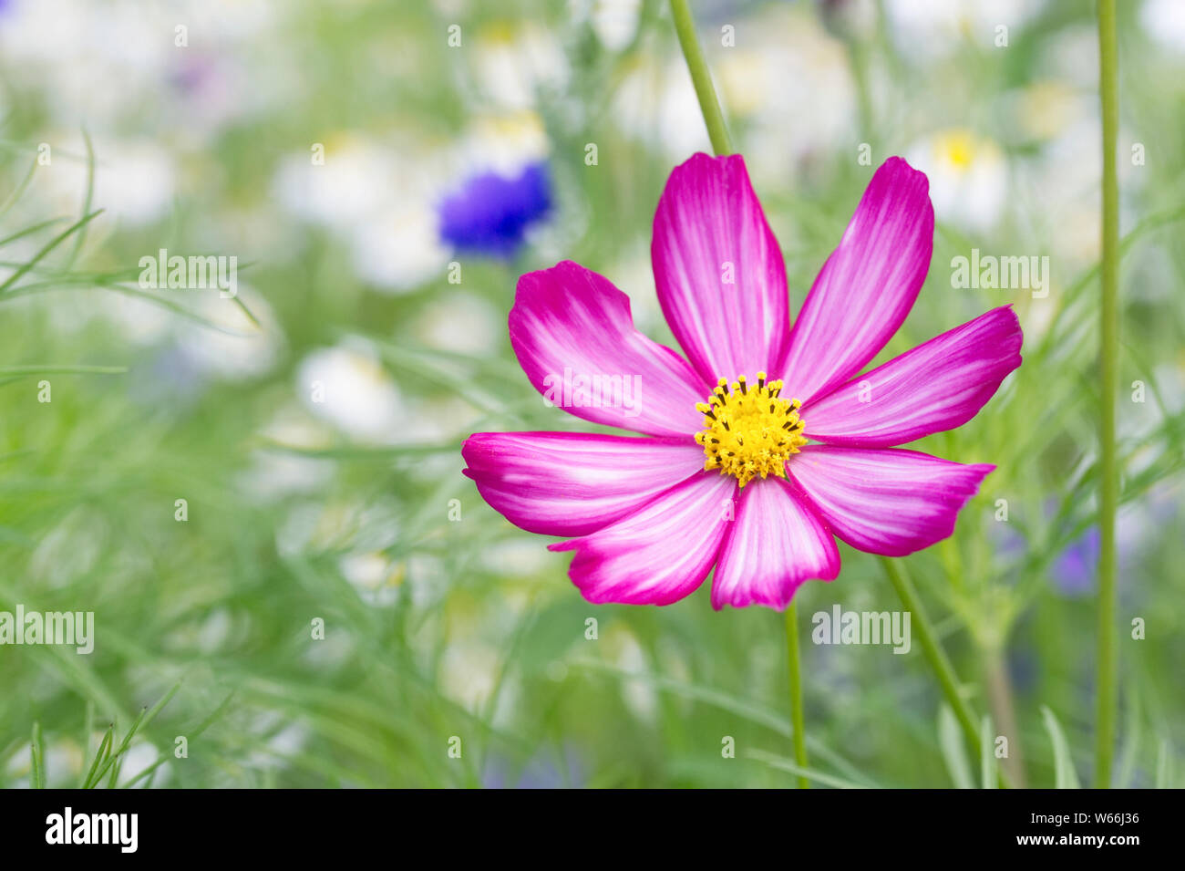 Cosmos Bipinnatus in einer gemischten Blumenwiese. Stockfoto