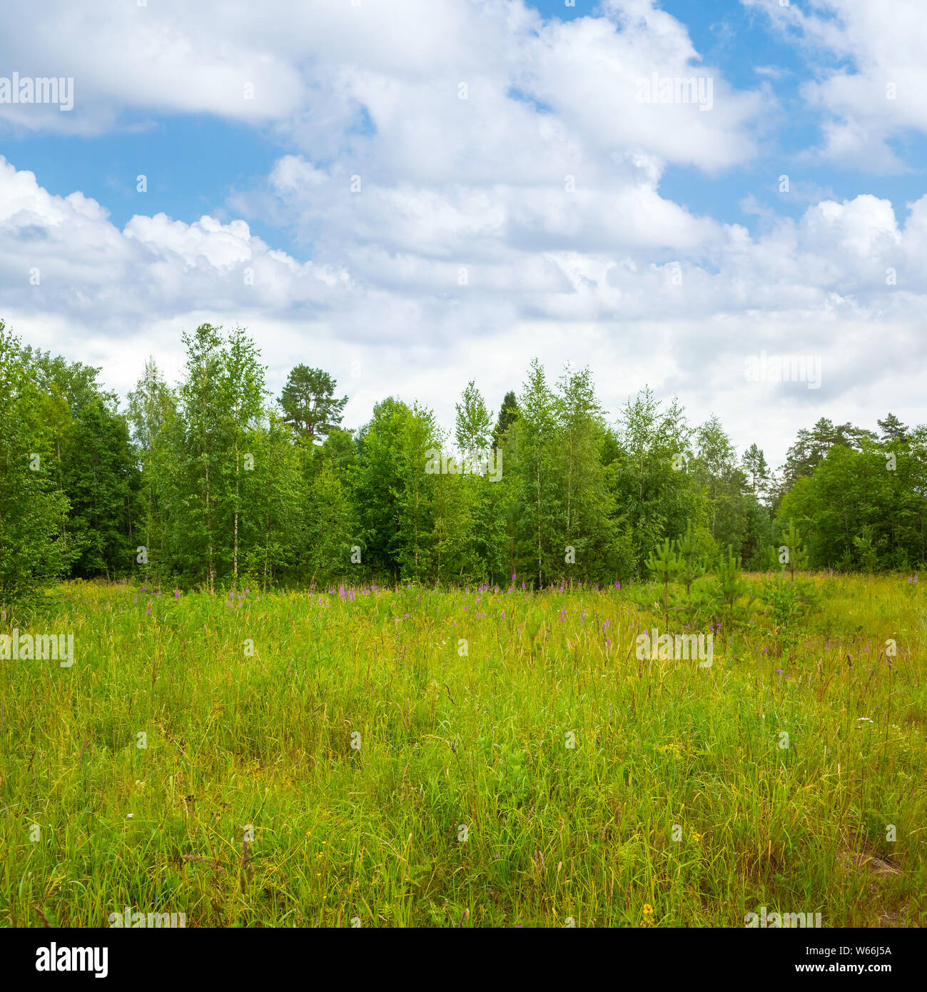 Landschaft mit grünen Lichtung im Sommer Wald unter bewölktem Himmel, Quadrat foto Hintergrund Stockfoto