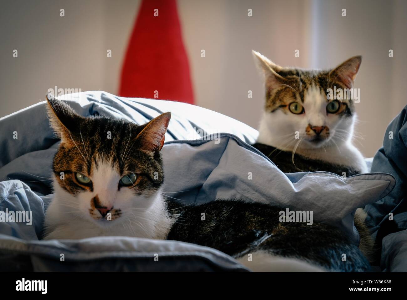 Nahaufnahme von zwei Katzen, die im Bett liegen und sich angussen Die Kamera mit unscharfem Hintergrund Stockfoto