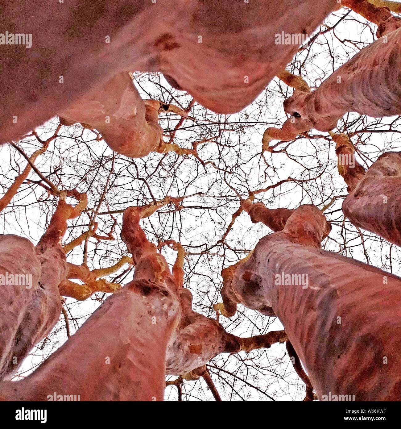 Kovid 19 vs. Allergie bei den Atemsymptomen Stockfoto