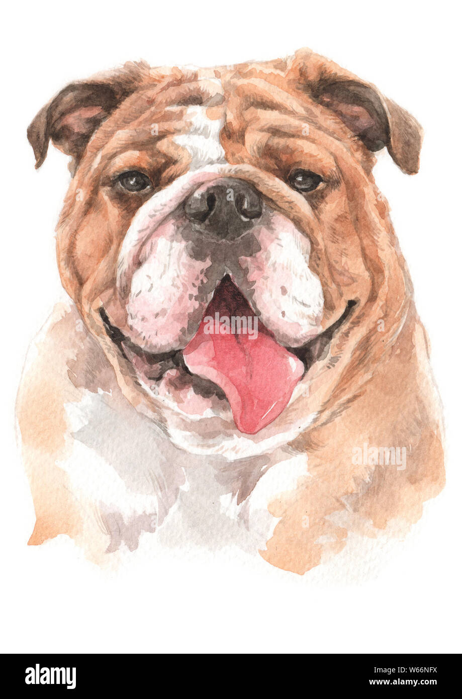 Aquarellmalerei der Bulldog018 Stockfoto