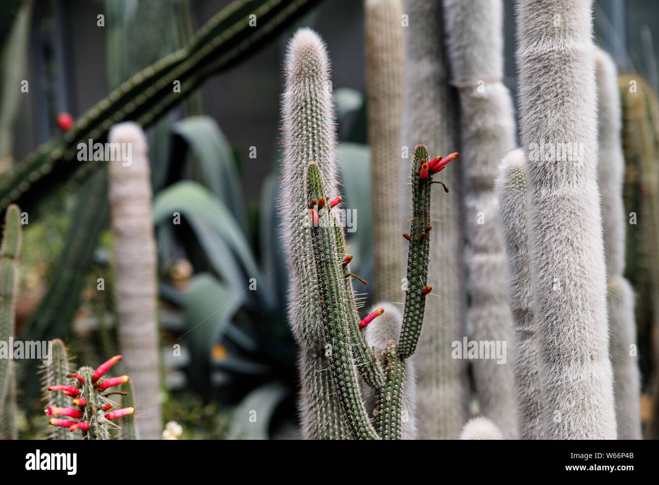 Eine drre Wste Werk ist ein Kaktus mit flauschigen weien Stacheln in  einem tropischen Garten Stockfotografie - Alamy