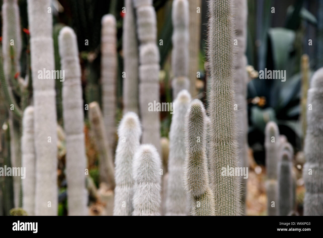 Eine drre Wste Werk ist ein Kaktus mit flauschigen weien Stacheln in  einem tropischen Garten Stockfotografie - Alamy