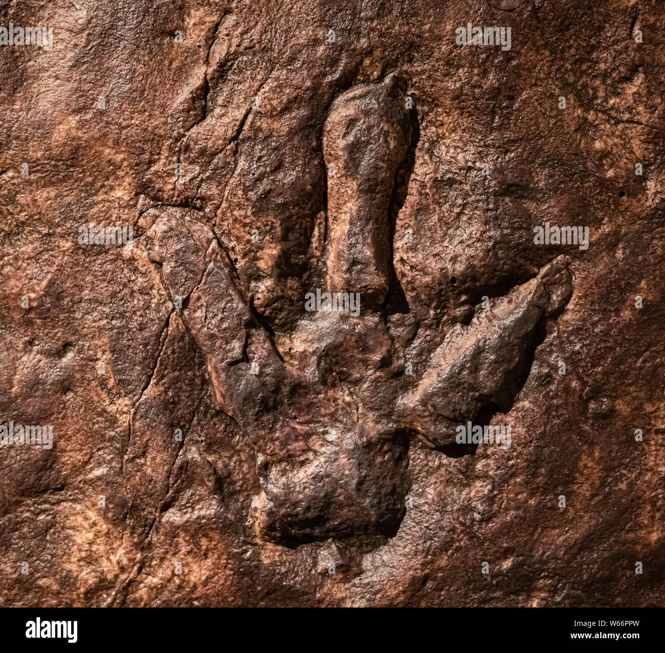 Sirindhorn Museum, Karasin Provinz Thailand - Juli 20, 2019: Real dinosaur Footprint, Thailand. Stockfoto Sirindhorn Museum, Karasin Provinz Thailand - Juli 20, 2019: Real dinosaur Footprint, Thailand. Stockfoto