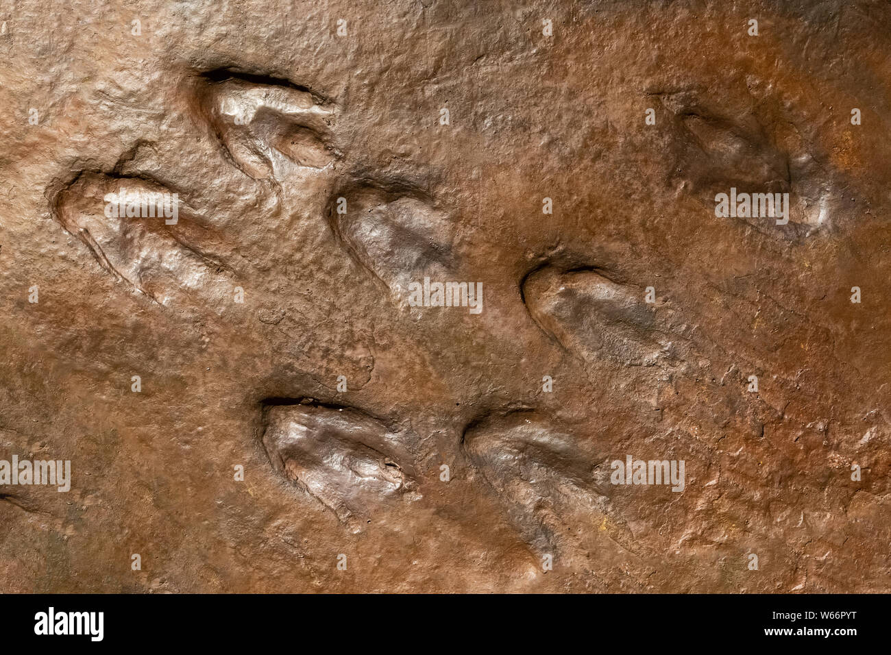 Sirindhorn Museum, Karasin Provinz Thailand - Juli 20, 2019: Real dinosaur Footprint, Thailand. Stockfoto Sirindhorn Museum, Karasin Provinz Thailand - Juli 20, 2019: Real dinosaur Footprint, Thailand. Stockfoto