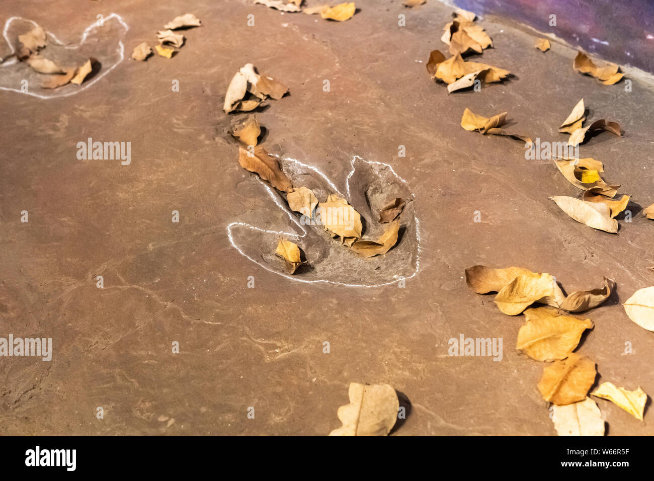 Sirindhorn Museum, Karasin Provinz Thailand - Juli 20, 2019: Real dinosaur Footprint, Thailand. Stockfoto Sirindhorn Museum, Karasin Provinz Thailand - Juli 20, 2019: Real dinosaur Footprint, Thailand. Stockfoto