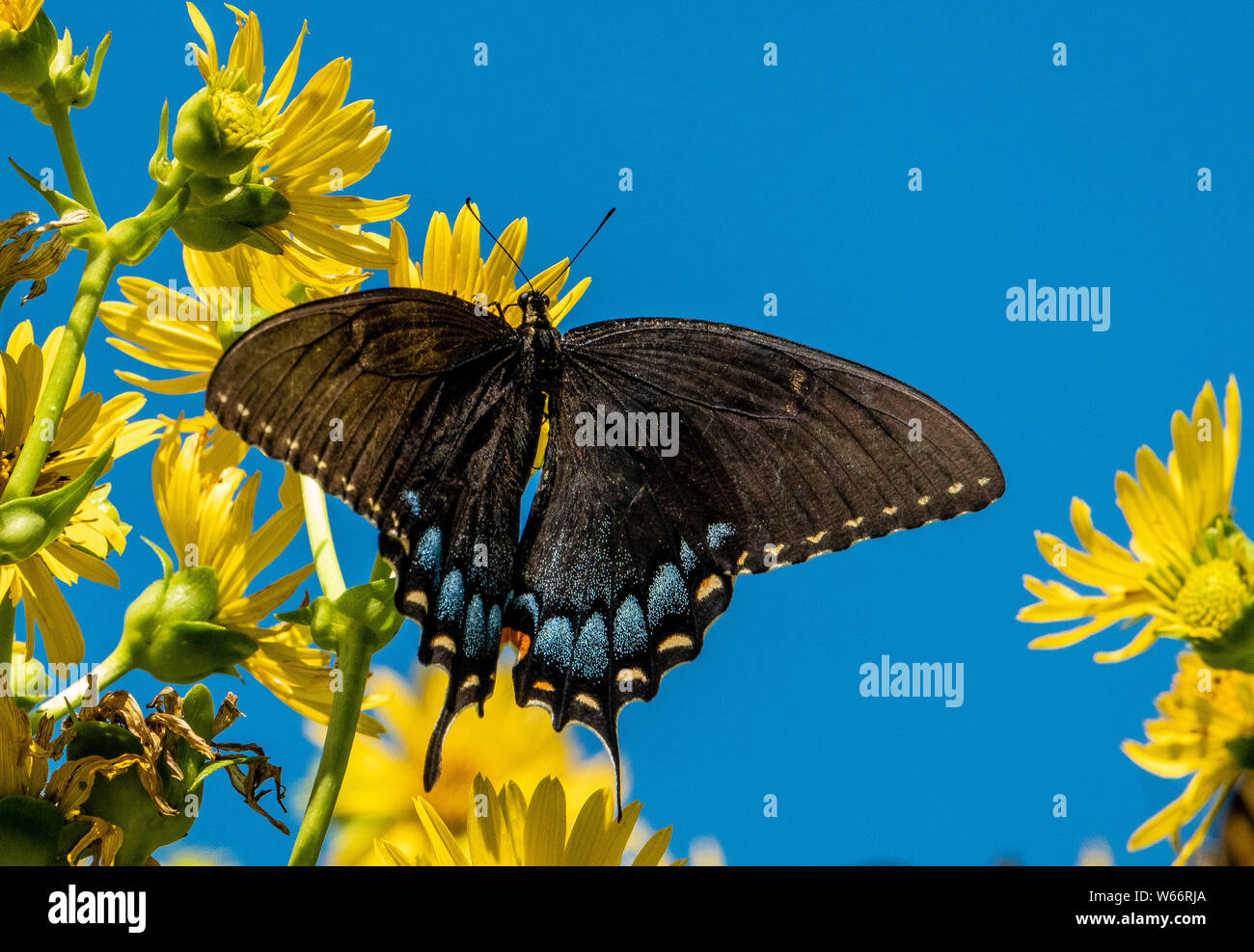 Butterly im Himmel Stockfoto