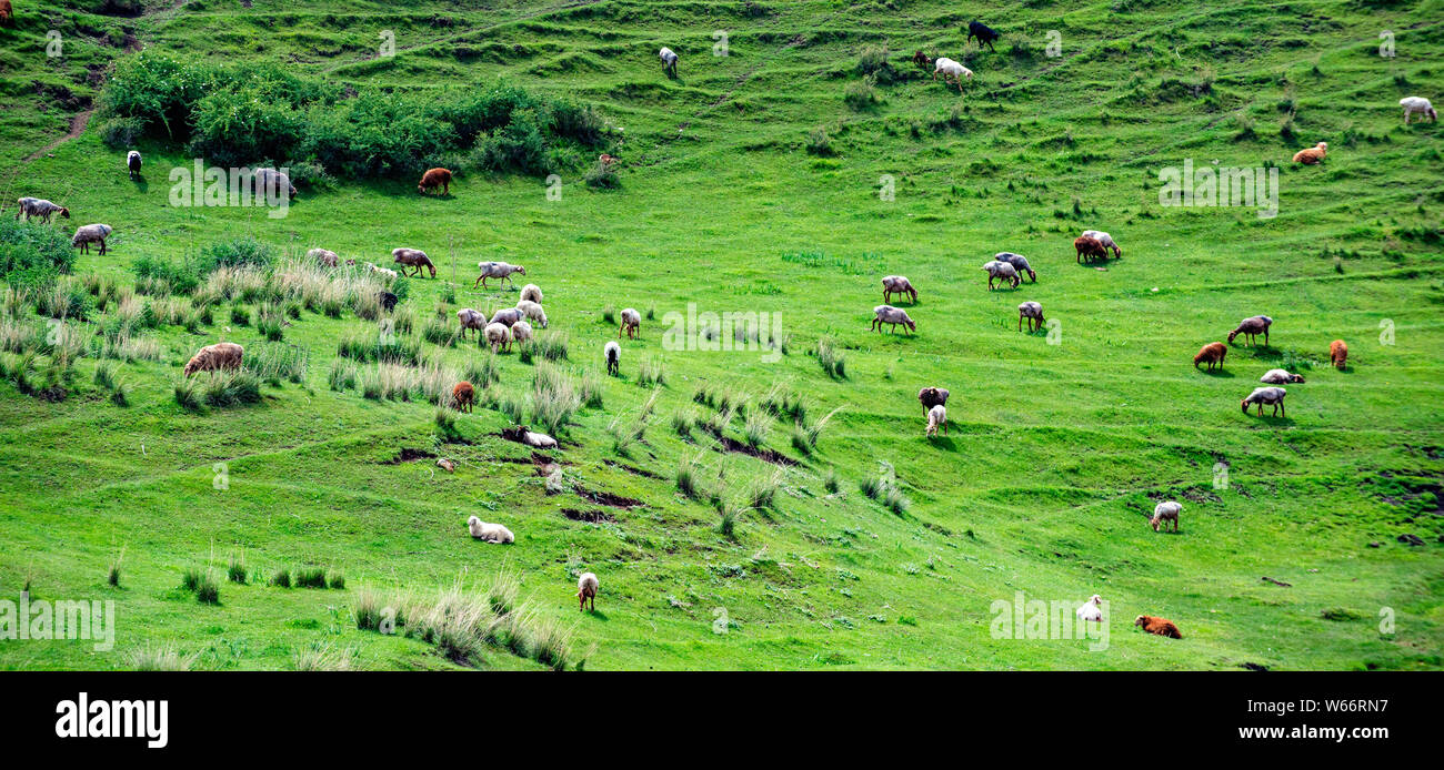 --FILE - eine Luftaufnahme von Herden von Rindern auf der Wiese in der Nähe des Bagua - Tekes County in Ili kasachischen Autonomen Präfektur geformt, Northwest China ¯ s Xi. Stockfoto