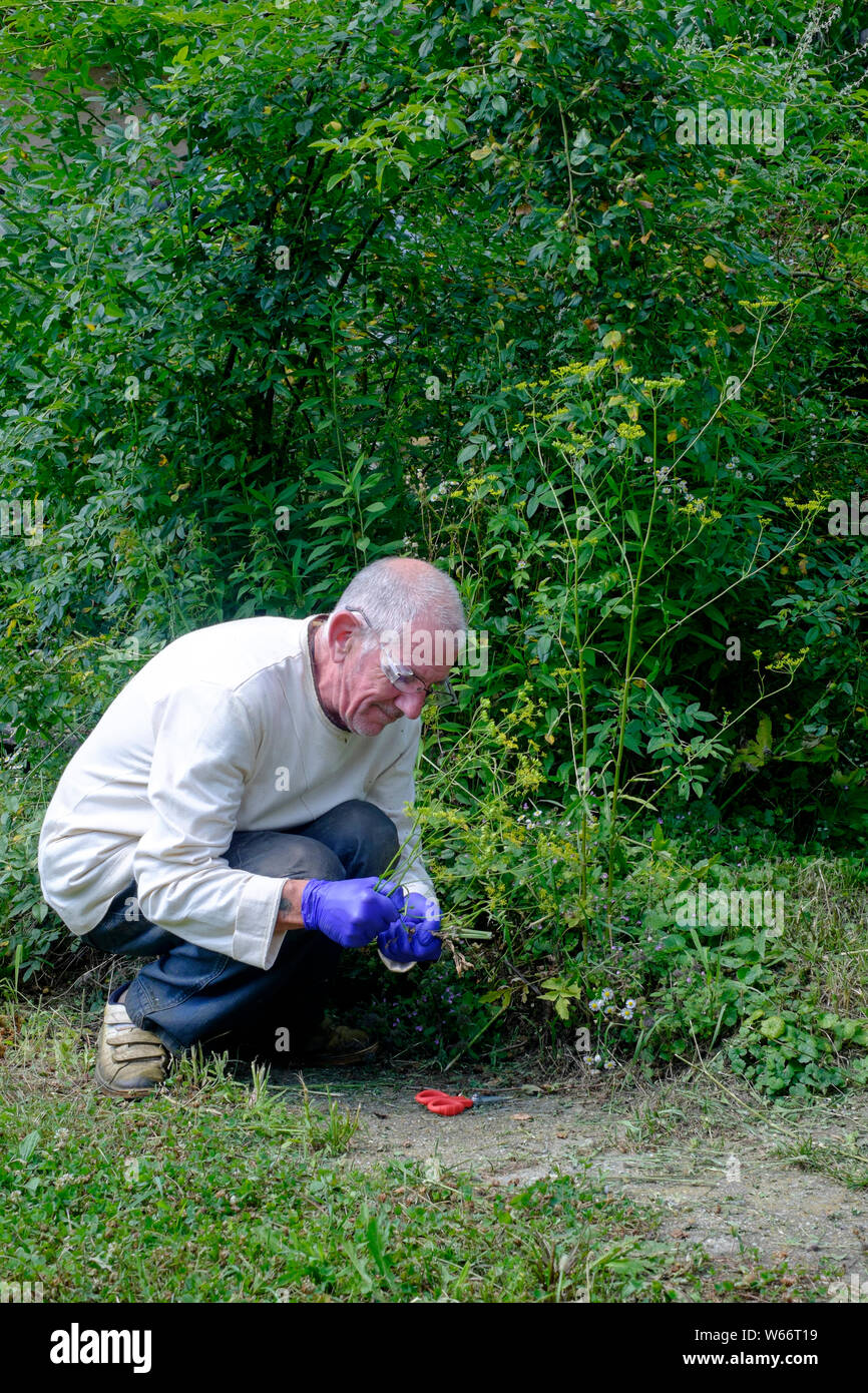 Man Handschuhe und Schutzbrille, giftige Unkraut wilder Pastinak pastinaca Sativa in einem ländlichen Garten zala Ungarn Stockfoto