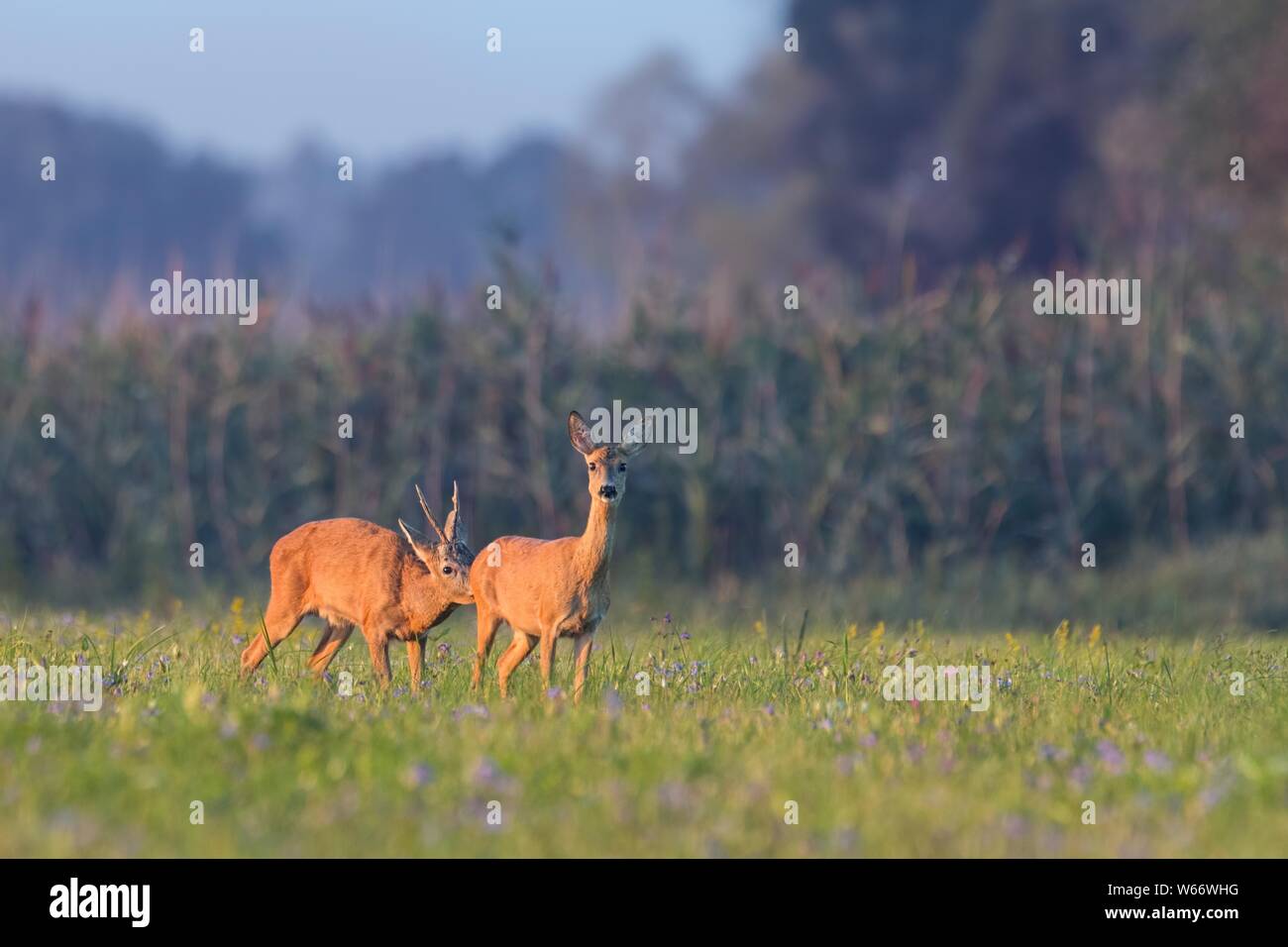 Europäisches Reh Männchen schnüffelnd Weibchen auf der Wiese im Sommer. Stockfoto