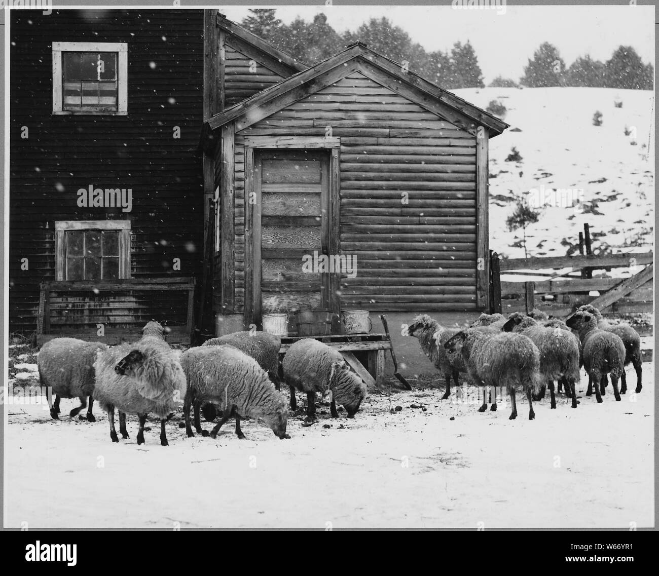 Landaff, Grafton County, New Hampshire. Dieser Herde vom Herrn Roscoe Oakes, ist das nur ein Le. . .; Umfang und Inhalt: Die Bildunterschrift lautet wie folgt: Landaff, Grafton County, New Hampshire. Dieser Herde vom Herrn Roscoe Oakes, die Einzige in Landaff links. Vor dem Bürgerkrieg, und sogar für ein paar Jahre, nachdem es, Northern New Hampshire war ein tolles Schaf Land; aber die Westerweiterung der Schafe der Branche zu billig Land und ein milderes Klima führte zu Änderungen der nördlichen Züchter aus dem Geschäft gedrängt. Stockfoto