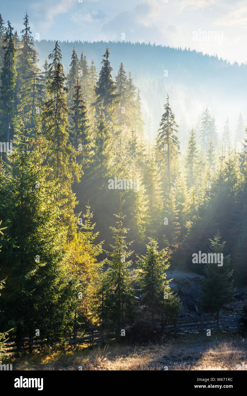 Nebliger Sonnenaufgang im Fichtenwald. schöne Natur Landschaft in den Bergen. Sun Light glühende in dunstiger Atmosphäre Stockfoto