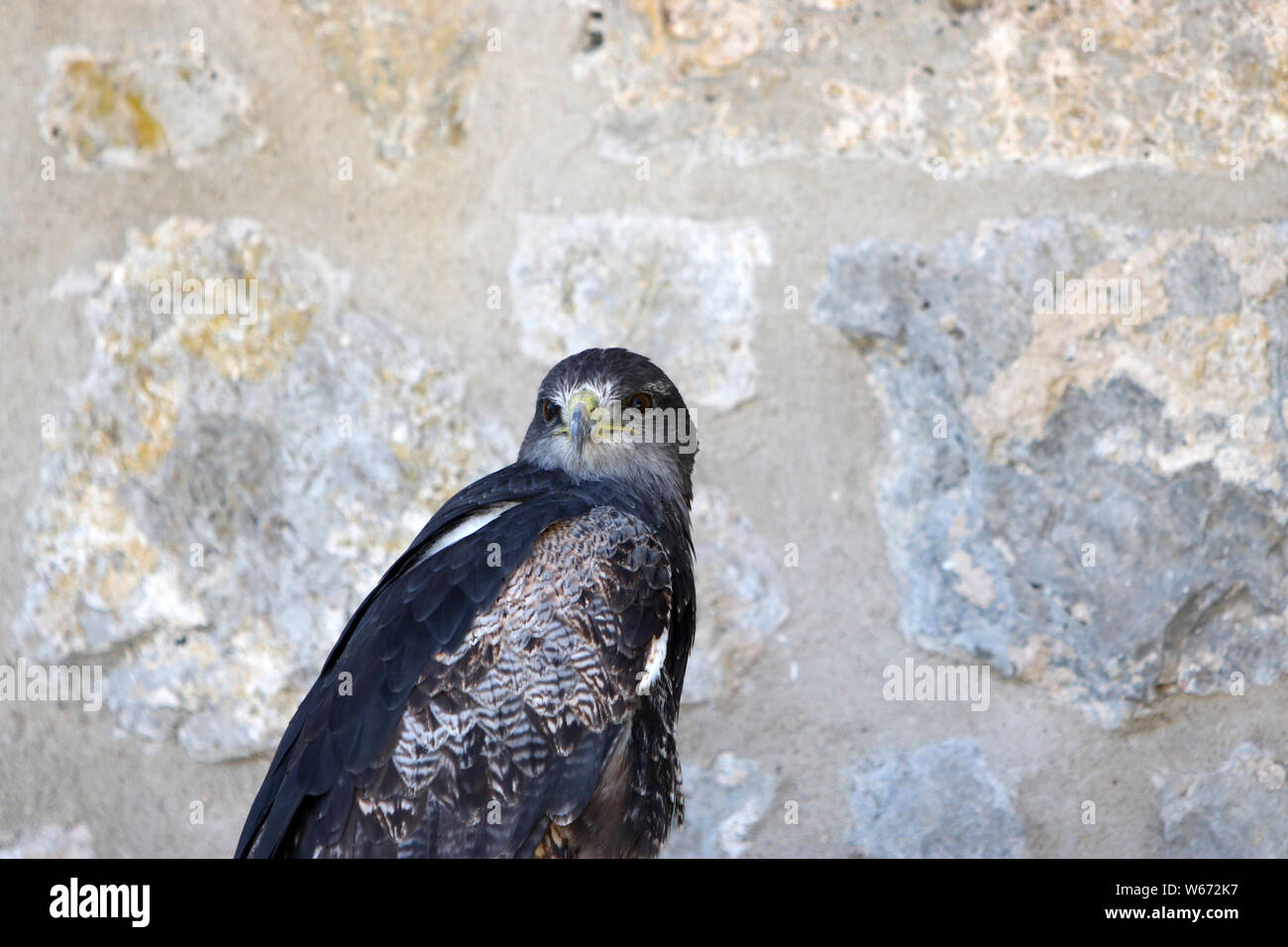 Die Falken, auch Falken, sind eine Gattung aus der Familie der Falcon