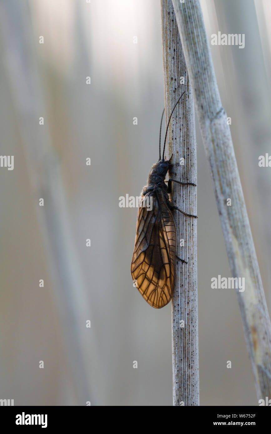 Ein erwachsener Alderfly (Sialis lutaria) auf ein Rohr in einem Teich an Priddy Mineries im Frühjahr in der Mendip Hills in Somerset, England. Stockfoto