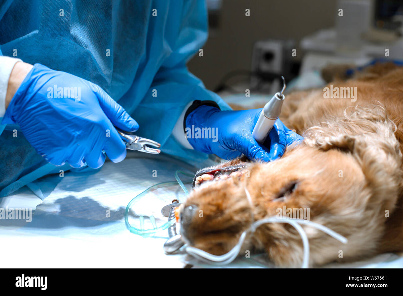 Veterinärmedizin Zahnheilkunde. Zahnarzt Chirurg Tierarzt behandelt und beseitigt die Zähne eines Hundes unter Anästhesie auf dem OP-Tisch in einem Veterinär clini Stockfoto