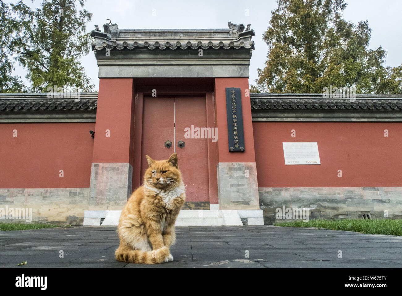 ---- Baidianr, der berühmten streunende Katze aus dem Palast Museum, auch bekannt als die Verbotene Stadt, ist abgebildet in Peking, China, 19. Oktober 2017. Ein Stockfoto