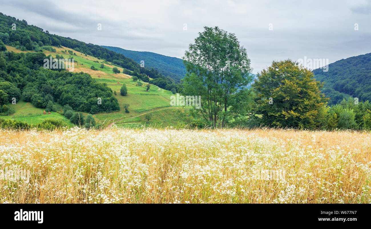 Ländlichen Bereich in den Bergen. Bäume am Rande eines Hügels. trübes Wetter Stockfoto