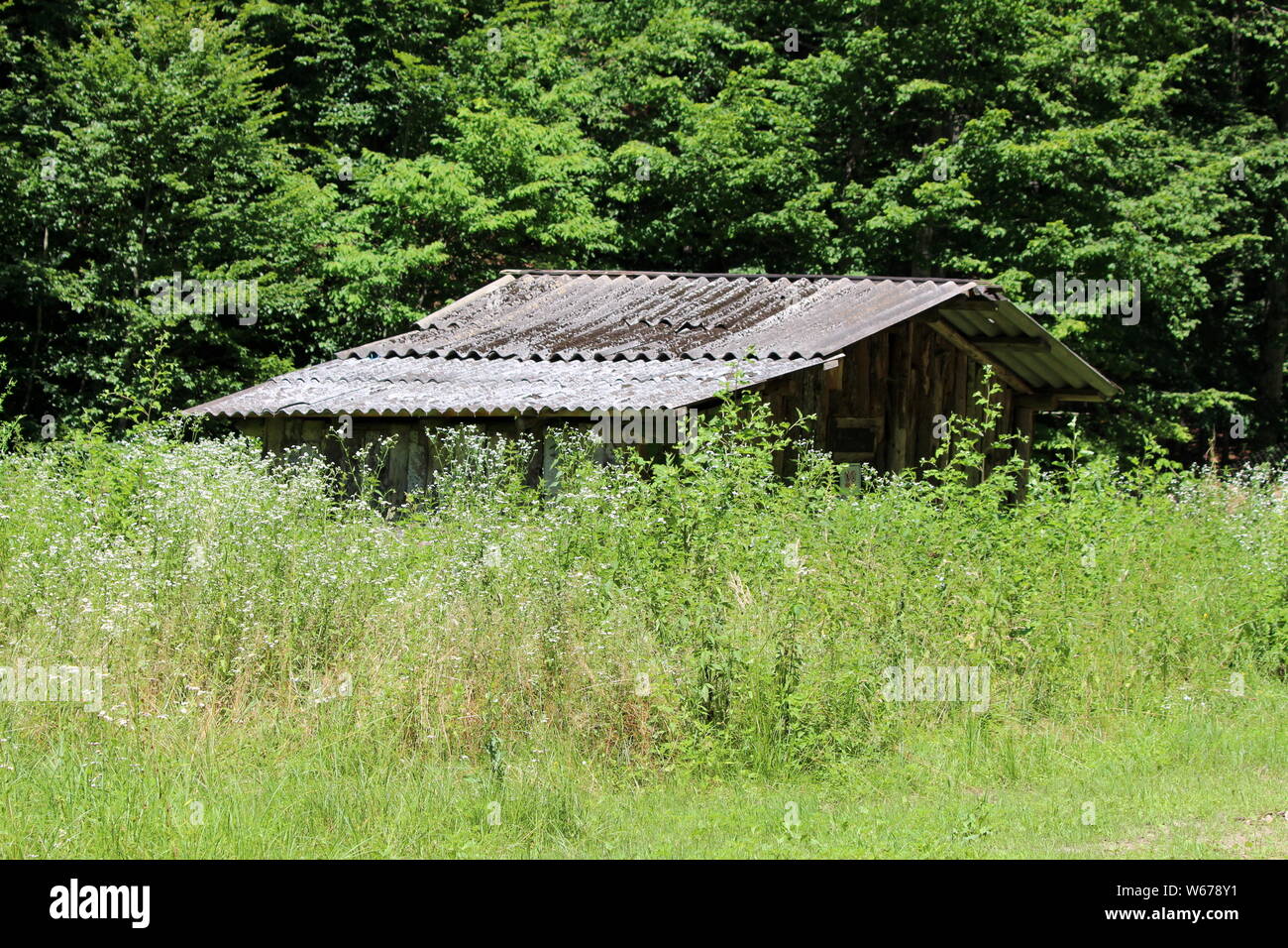 Verlassenen Holzhütte mit verfallenen Boards und Dach vollständig mit bewachsenen Hoch ungeschnittenem Gras und anderer Vegetation auf lokaler Wald umgeben Stockfoto