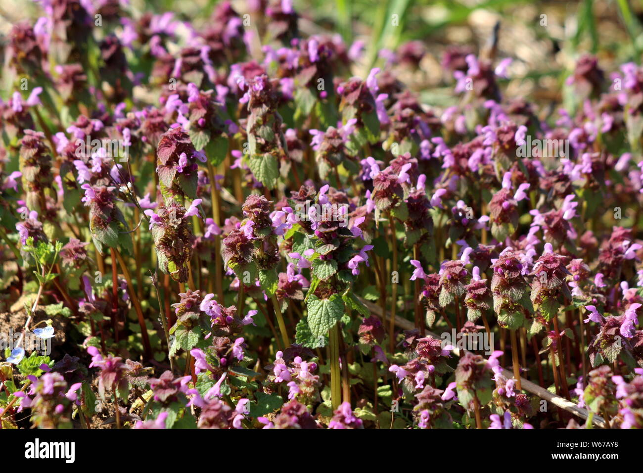 Bugleweed oder ajuga oder Kiefer oder Teppich bugle oder Bugle dicht bepflanzte Kleine krautige Pflanzen mit rosa Blüten und Dunkelgrün, Ledrig Stockfoto