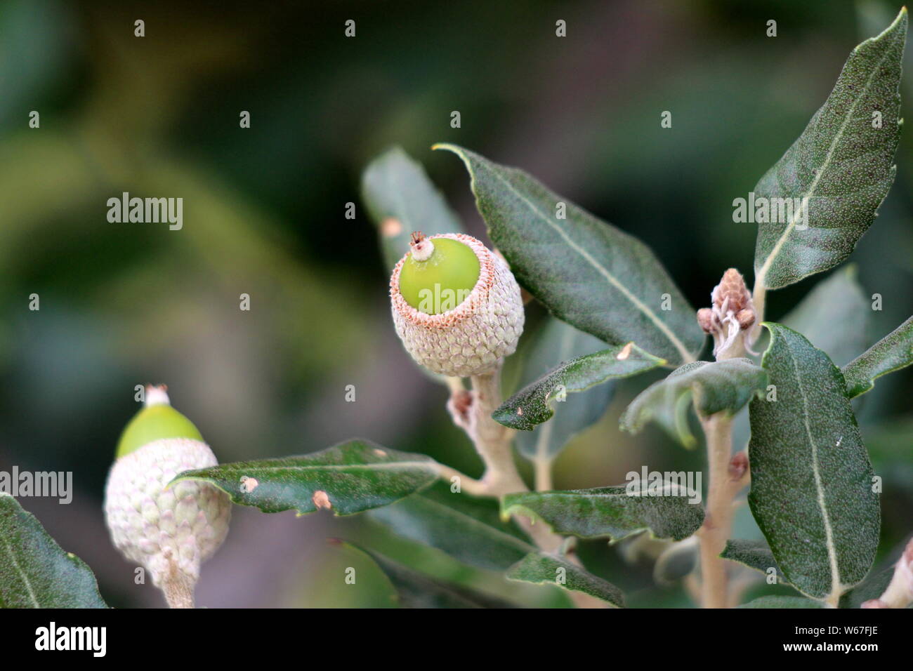 Immergrüne Eiche oder Quercus ilex oder Holly Eiche oder Steineiche immergrüne Eiche Zweig mit Jungen hellgrünen Triebe gekleidet mit einem grauem Filz Stockfoto
