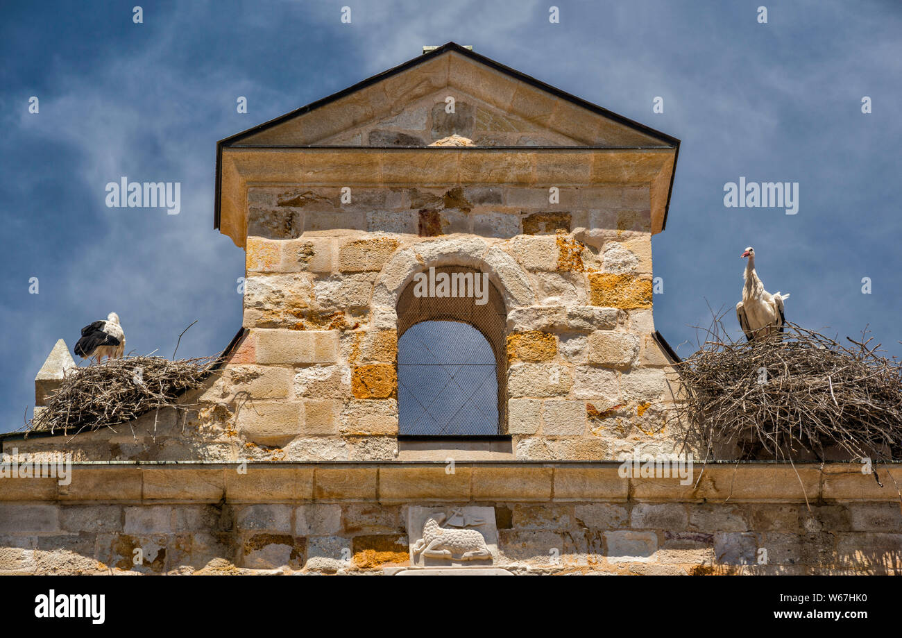 Storchennester am Glockenturm, Iglesia de Santa Maria La Nueva, romanischen Kirche, in Zamora Castilla y Leon, Spanien Stockfoto