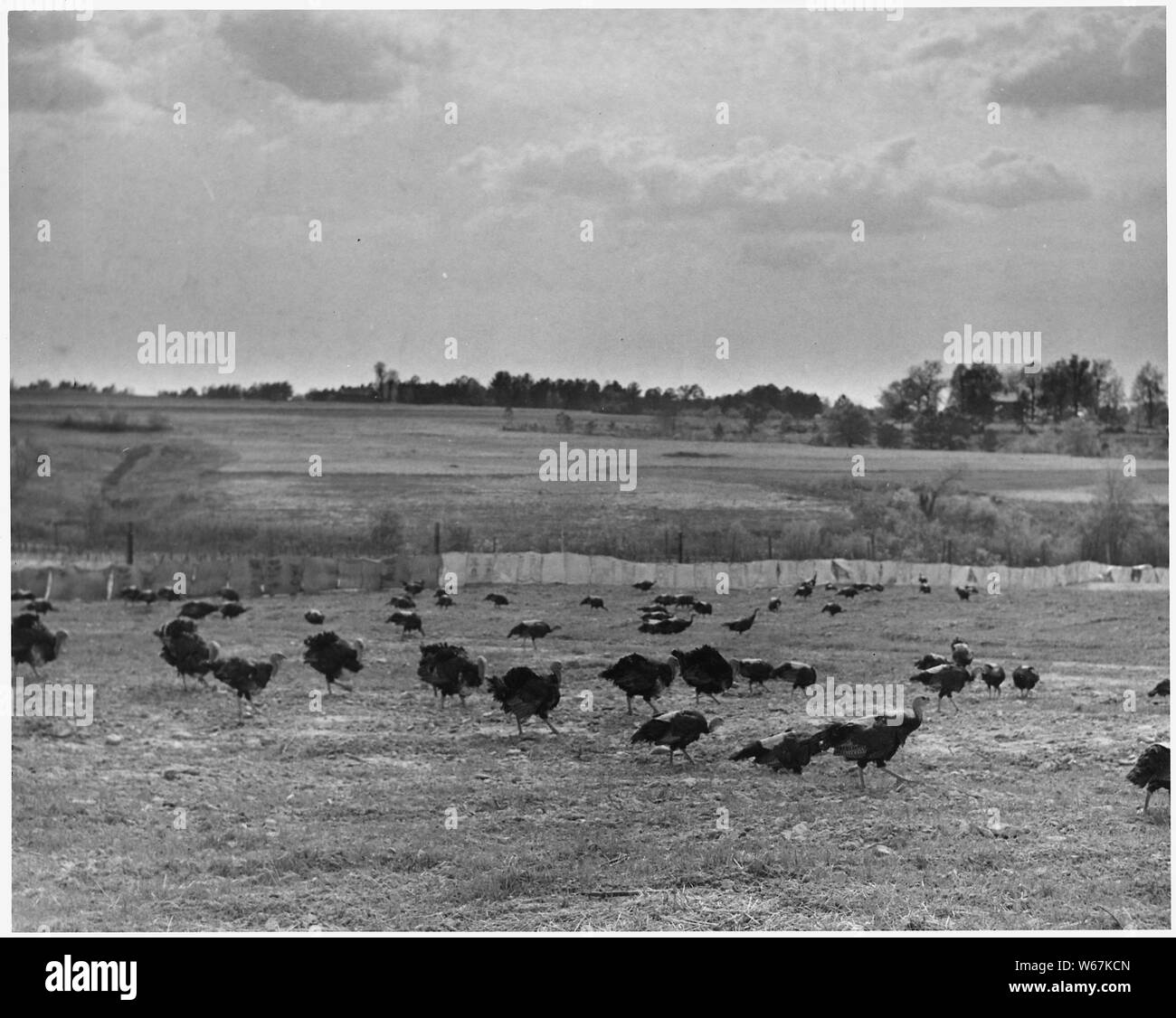 Newberry County, South Carolina. Puten: Züchter der breiten Breasted Bronze Vielfalt auf dem Bauernhof. . .; Umfang und Inhalt: Die Bildunterschrift lautet wie folgt: Newberry County, South Carolina. Puten: Züchter der breiten Breasted Bronze Vielfalt auf dem Bauernhof von W. C. Huffman. Dies ist Teil einer Herde von 1600 Züchter. Die Säcke im Hintergrund sind zum Zwecke der Prävention Toms in den angrenzenden Stifte vom Kämpfen. Stockfoto