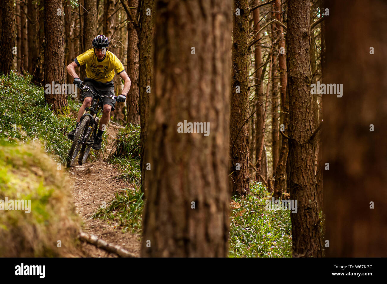 BALLINASTOE, Irland. Ein Mountainbiker, ein schmaler Pfad durch den Wald in  die eigens errichtete MTB Trail Center Stockfotografie - Alamy