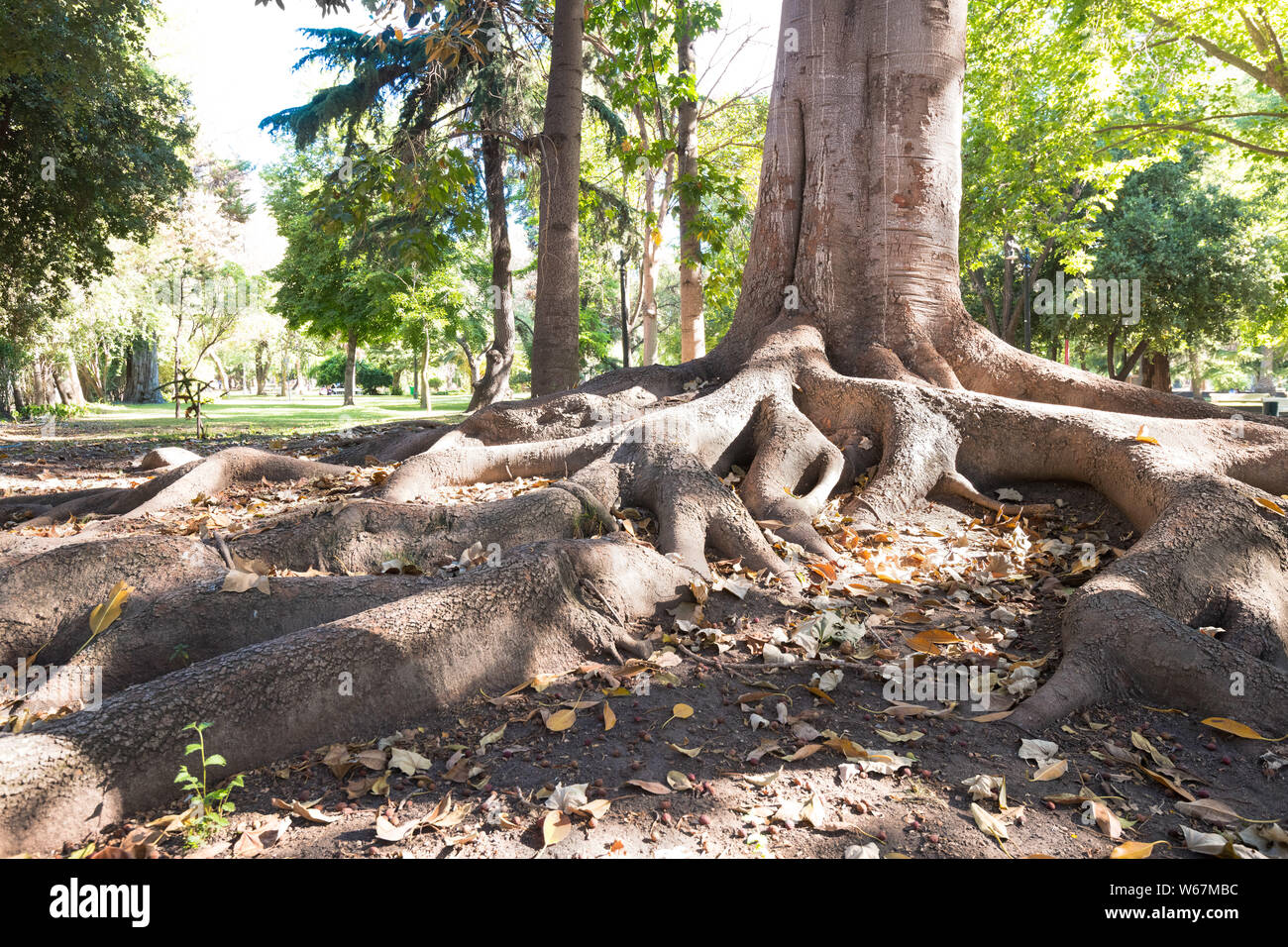 Baumwurzeln in Tibet Garten an O'Higgins öffentlichen Park, der die Innenstadt von Santiago, Chile Stockfoto