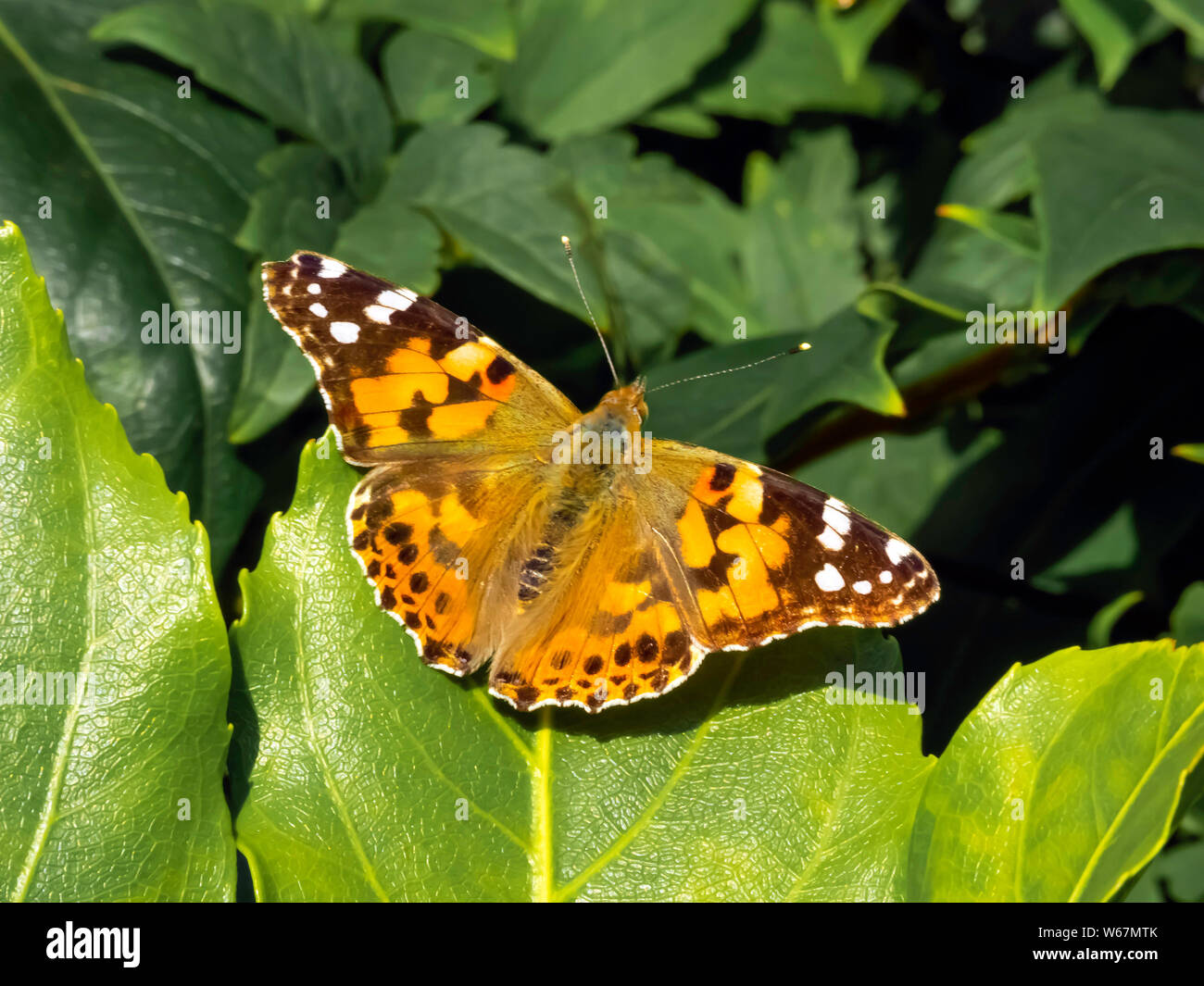 Distelfalter Schmetterling Vanessa cardui Servelas auf einem grünen Blatt im Sommer Abend in North Yorkshire Stockfoto