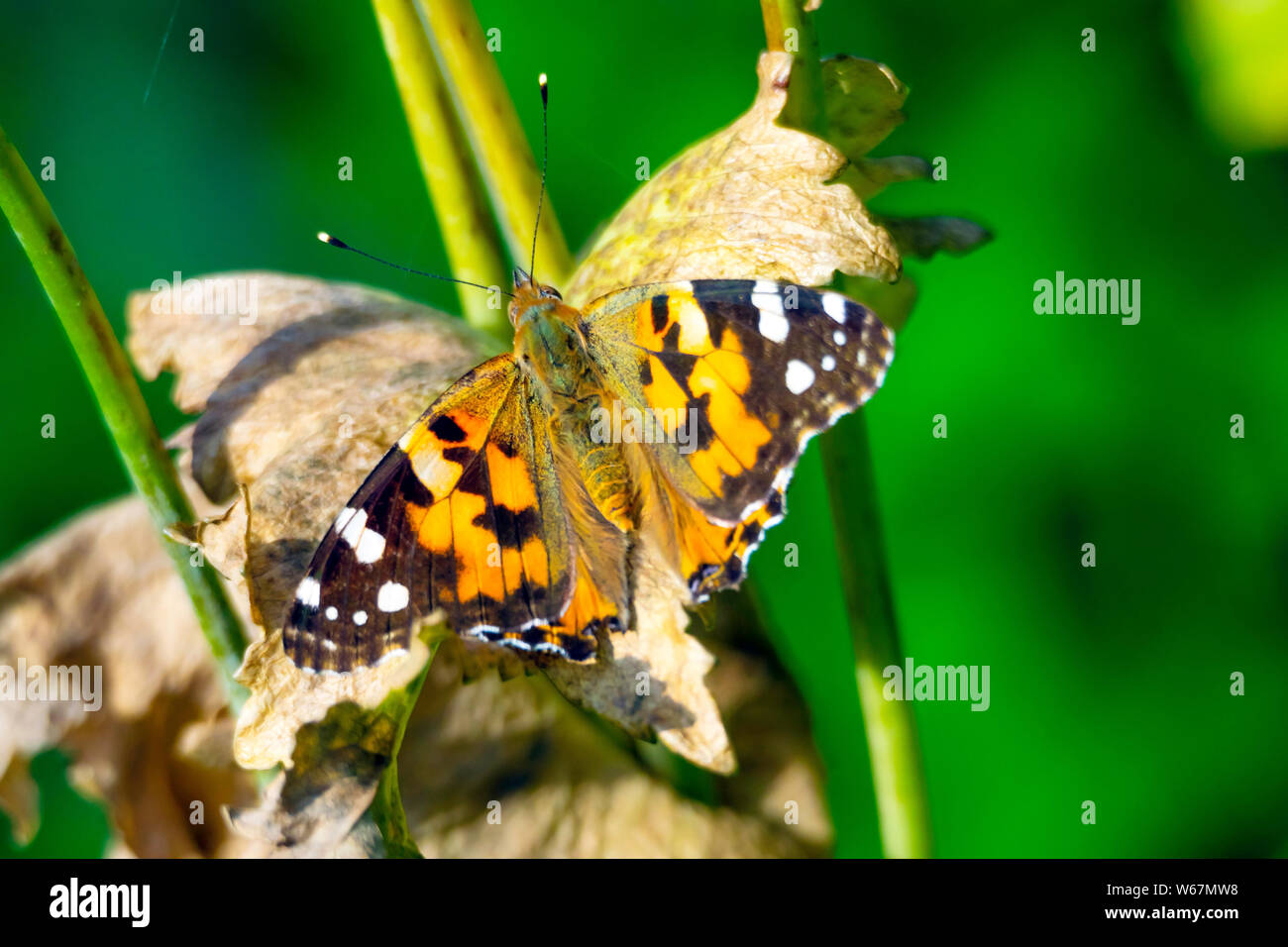 Distelfalter Schmetterling Vanessa cardui Servelas auf eine getrocknete Mohn Pflanze im Sommer Abend in North Yorkshire Stockfoto