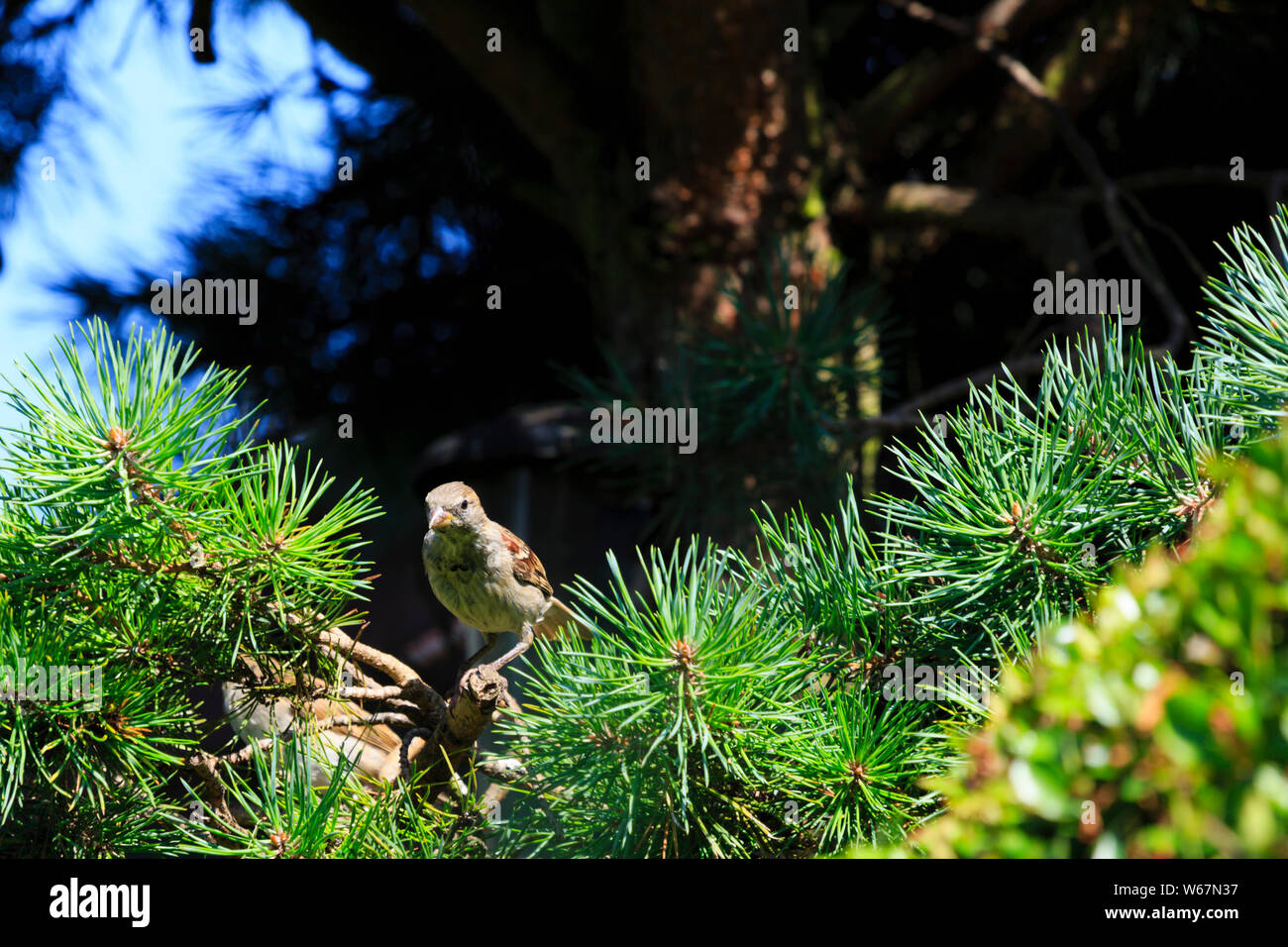 Weibliche gemeinsame house Sparrow, Passer domesticus, in einer Tanne. Stockfoto