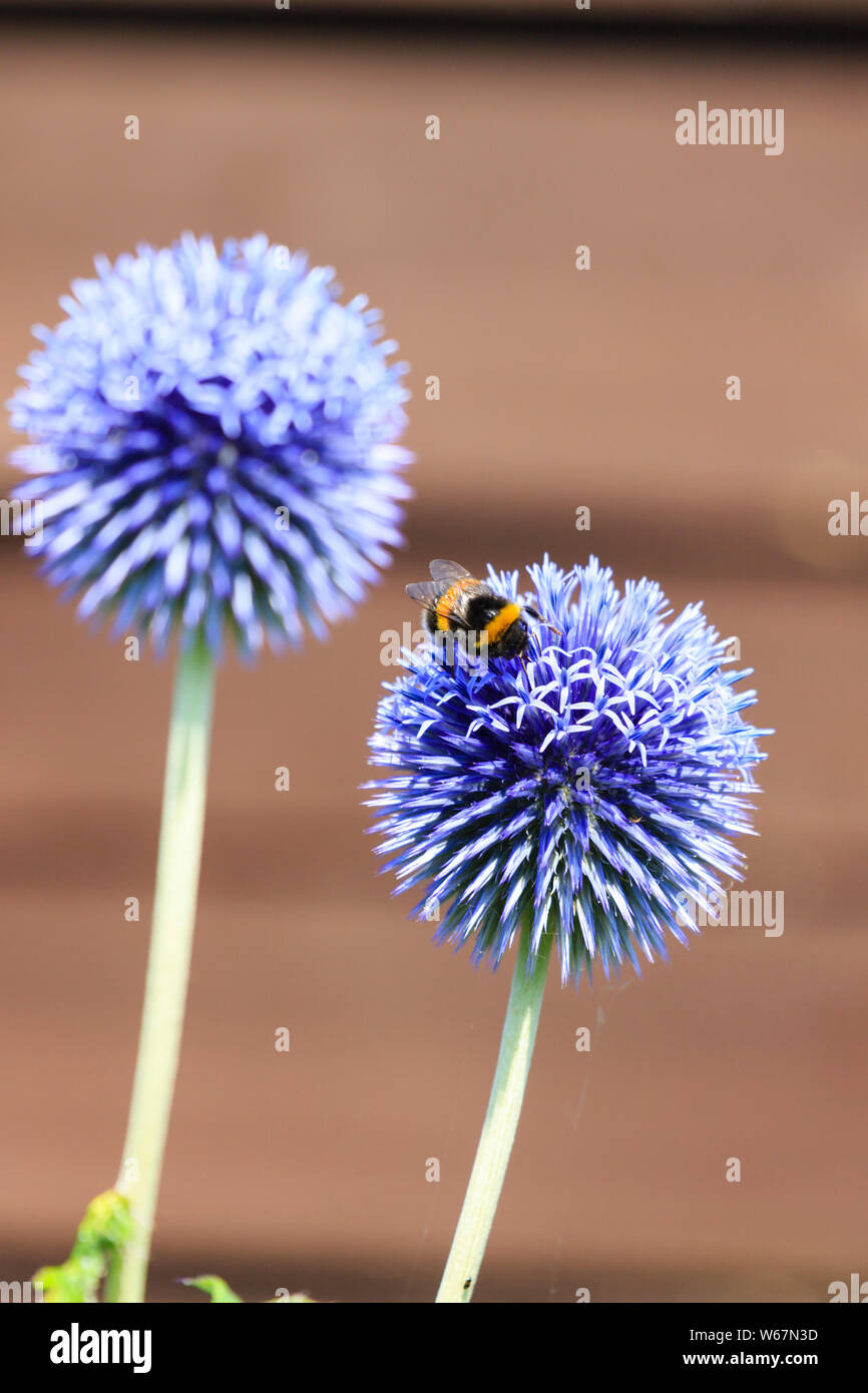 Bumble Bee Fütterung auf blauer Globus Distel, echinops bannaticus, Stockfoto