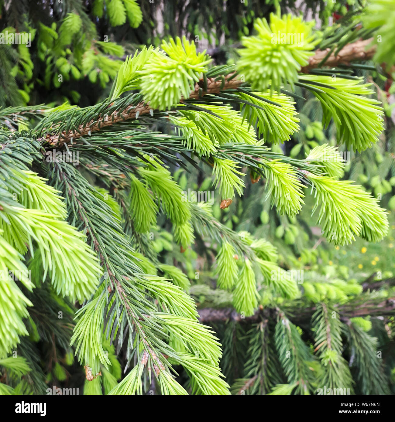 Fichte Äste mit jungen Triebe. Immergrüner Baum. Feder Stockfoto