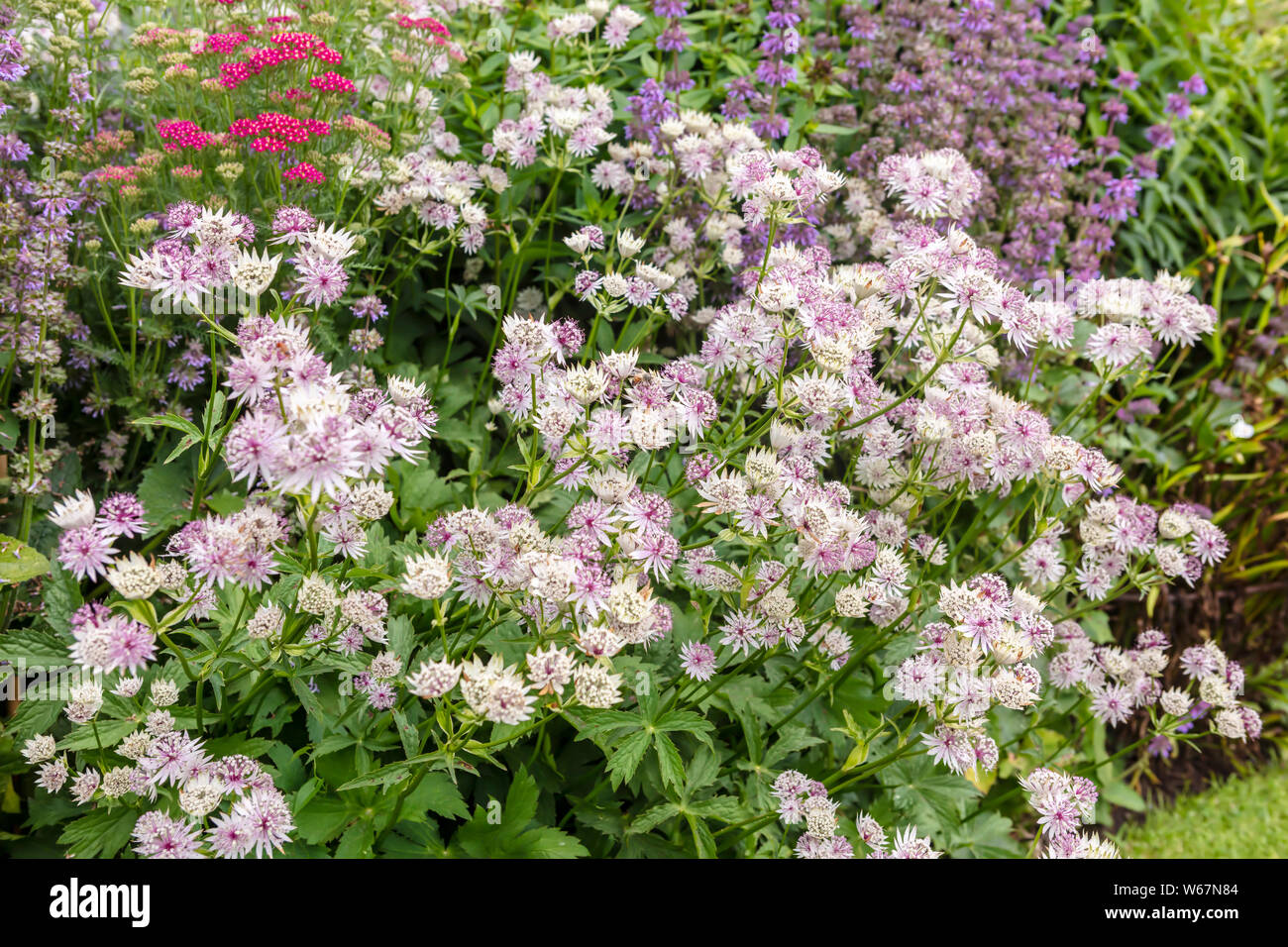 Fülle von rosa Astrantia Blumen im Staudenbeet. Stockfoto