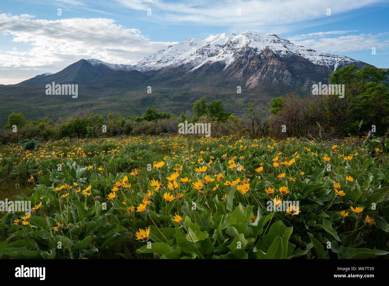 Timpanogos Berg in den Utah Feder über Utah Valley Stockfoto