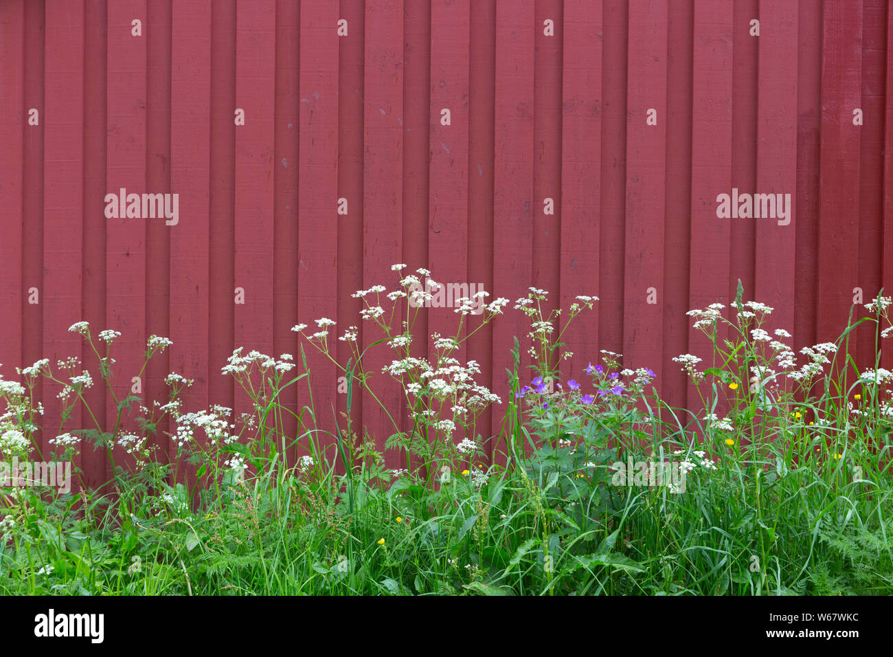Wiese vor einem typischen norwegischen Holzhütte in Rot lackiert. Hintergrund. Stockfoto