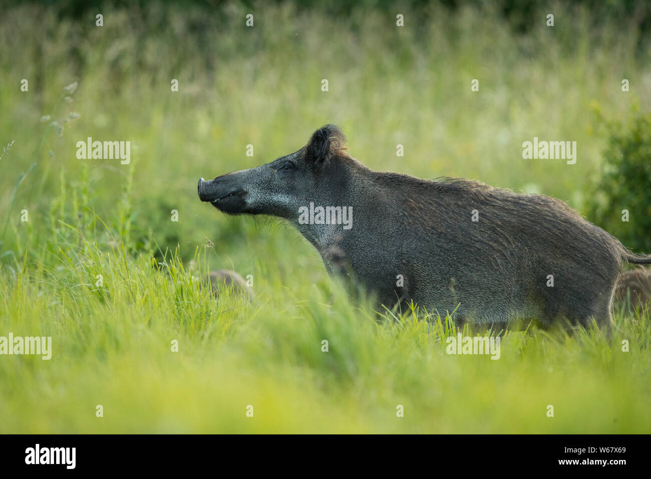 Weibliche Wildschwein (Sus scrofa) Stockfoto