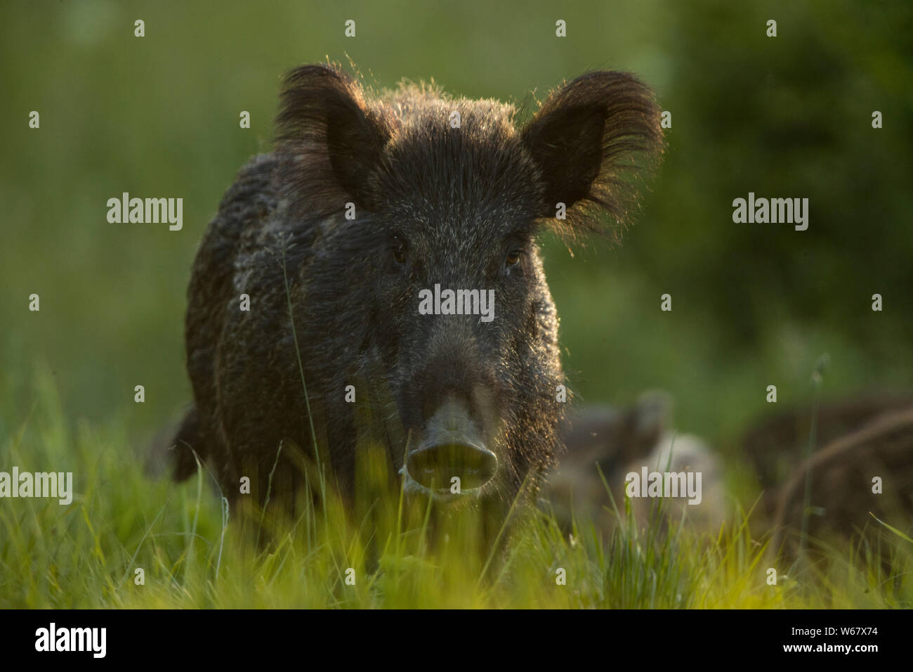 Weibliche Wildschwein (Sus scrofa) Stockfoto