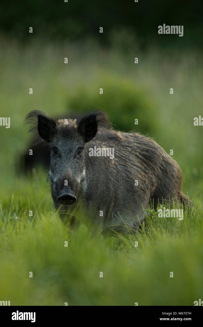Wildschwein (Sus Scrofa) Stockfoto