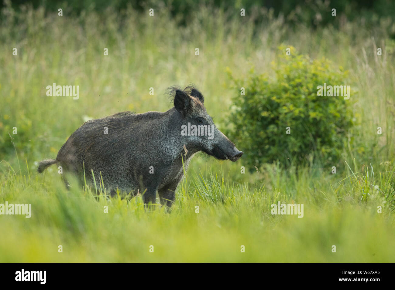 Weibliche Wildschwein (Sus scrofa) Stockfoto