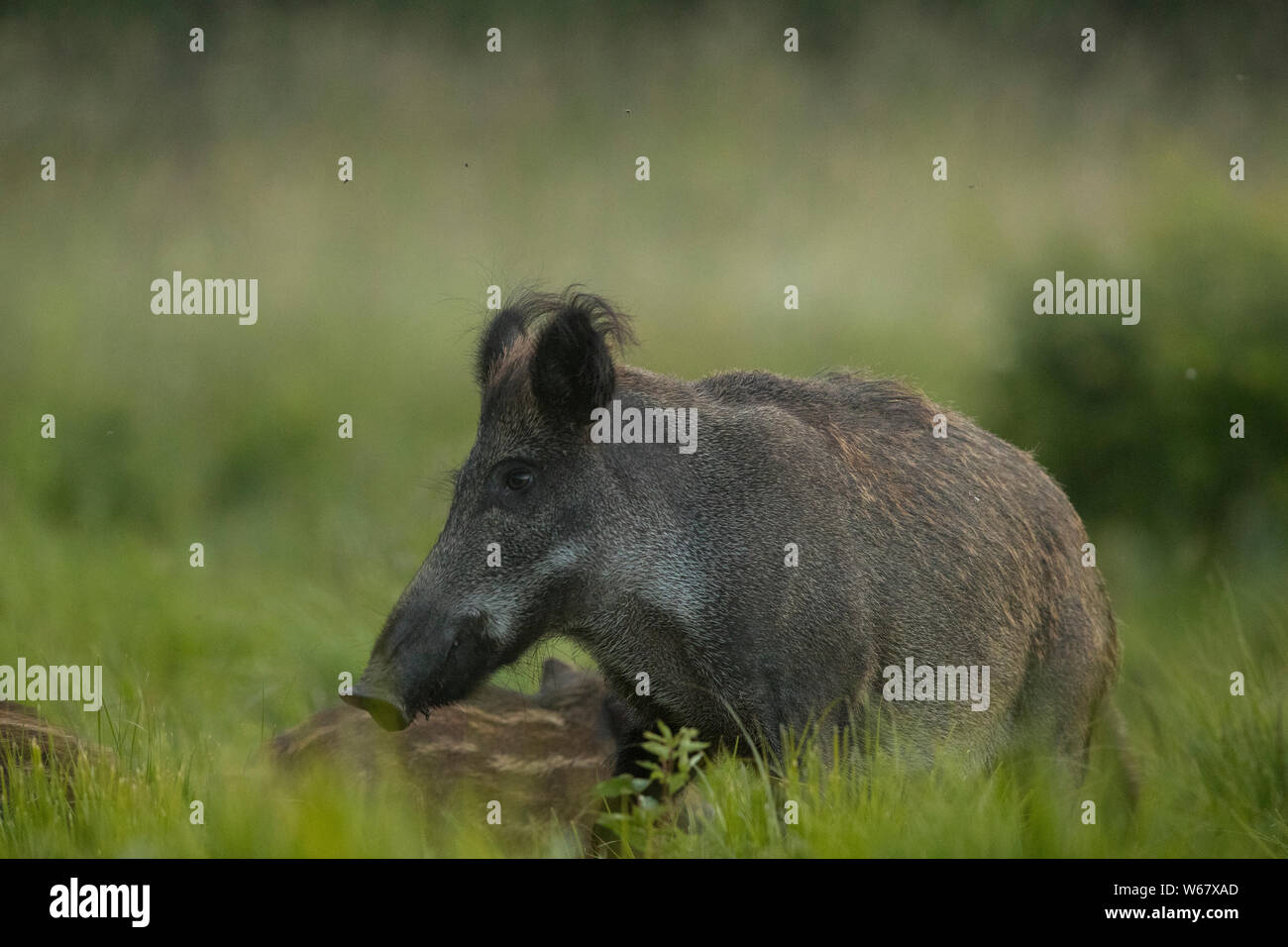 Weibliche Wildschwein (Sus scrofa) Stockfoto