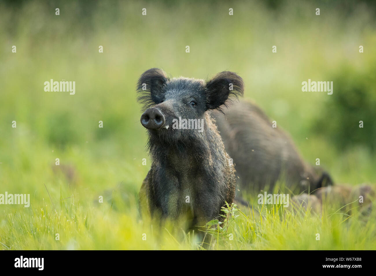 Weibliche Wildschwein (Sus scrofa) Stockfoto