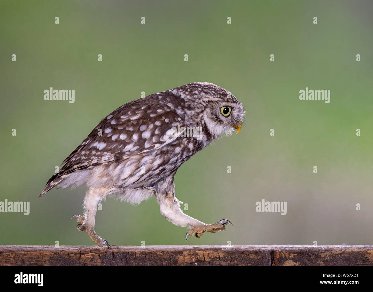 Kleine Eule marschieren auf Lichtstrahl Stockfoto