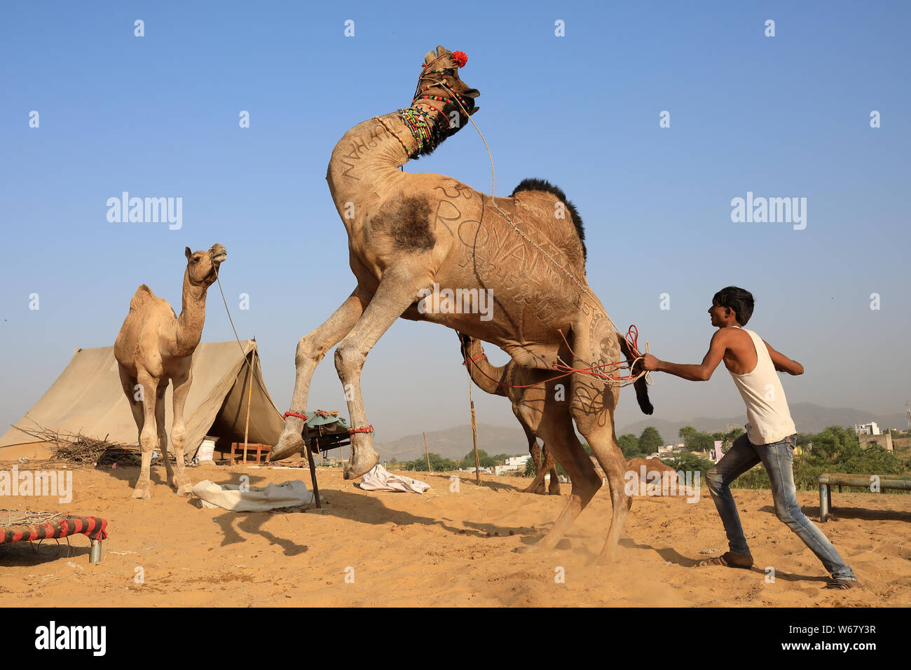 Gypsy herder Züge sein Kamel für die Show an der Pushkar Camel Fair, Rajasthan. Die Messe ist die größte Camel fair in Indien. Stockfoto