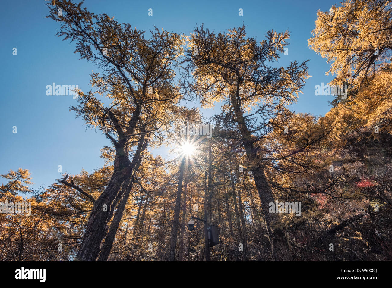 Pinienwald mit Sonnenschein im Herbst bei Yading Nature Reserve, Daocheng, China Stockfoto