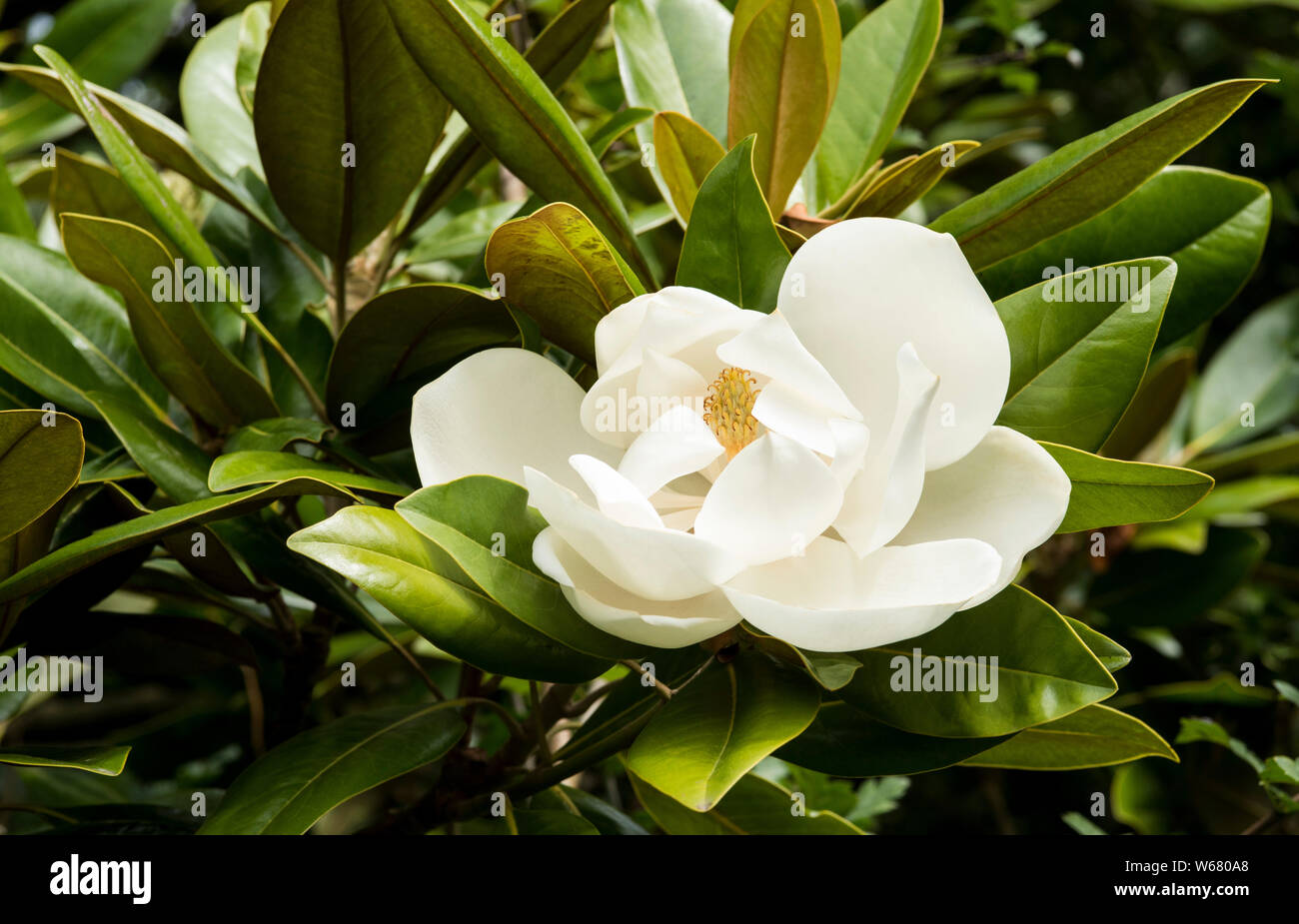 Große, weiße Blüten von Magnolia (Magnolia grandiflora) - ein Evergreen. Stockfoto