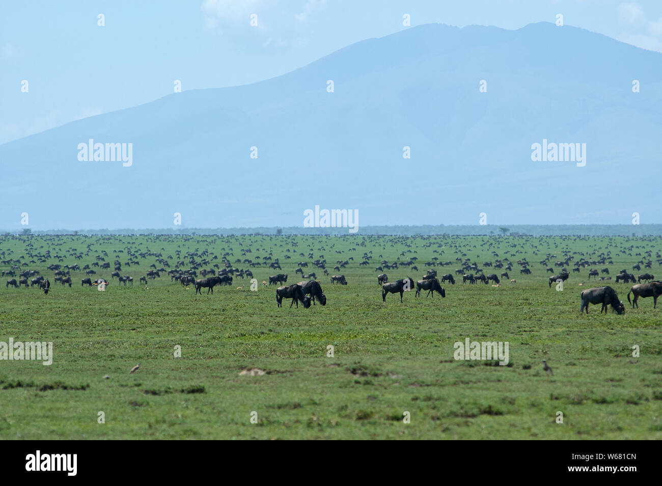 Gnuwanderung in der ndutu Gegend, Serengeti Ökosystem Stockfoto