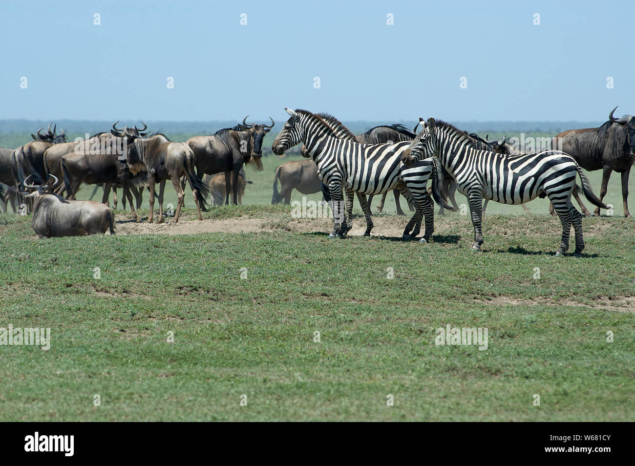Zebras und Gnus auf der Ndutu Flugzeuge während der großen Migration Stockfoto