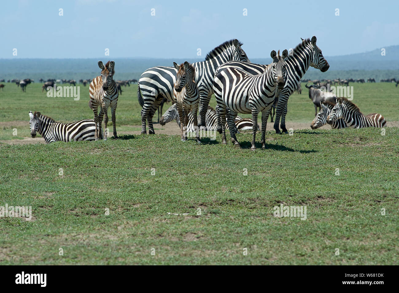 Zebras auf der Ndutu Flugzeuge während der großen Migration Stockfoto